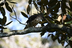 Accipiter trivirgatus