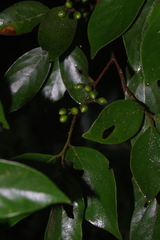 Lindera communis