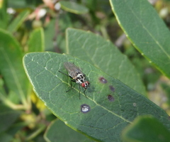 Anthomyia procellaris