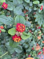 Lantana