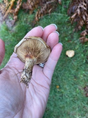 Paxillus cuprinus