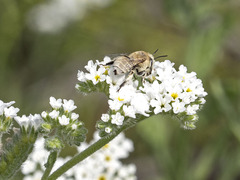 Anthophora pulverosa