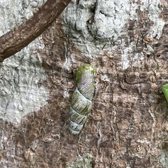 Stereophaedusa valida