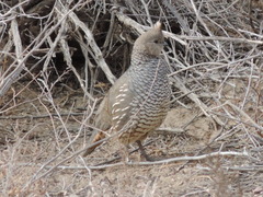 Callipepla squamata
