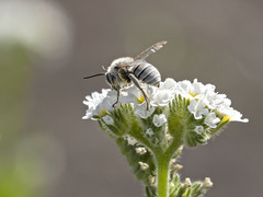 Anthophora pulverosa