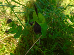 Aristolochia rotunda