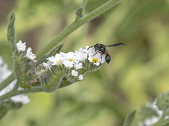 Leptochilus cruentatus