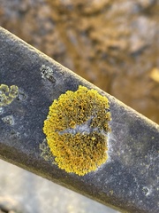 Xanthomendoza weberi