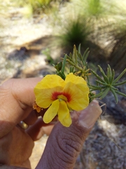 Sphaerolobium linophyllum