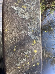 Xanthomendoza weberi