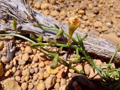 Sphaerolobium linophyllum