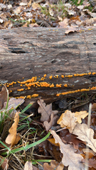 Dacrymyces stillatus