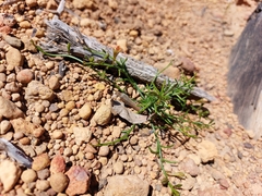 Sphaerolobium linophyllum