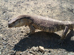 Varanus albigularis albigularis