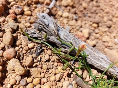 Sphaerolobium linophyllum