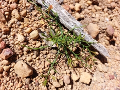 Sphaerolobium linophyllum