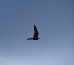 Falco longipennis