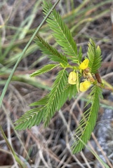 Chamaecrista nictitans aspera