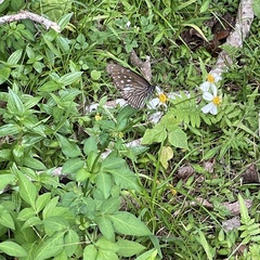 Euploea mulciber barsine