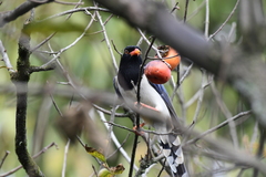 Urocissa erythroryncha
