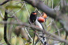 Urocissa erythroryncha