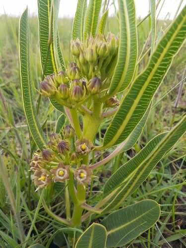 Parapodium