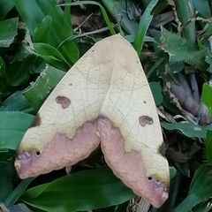 Ophiusa