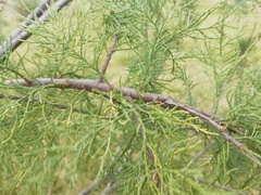Tamarix gallica