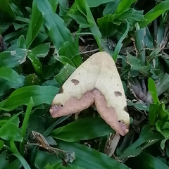 Ophiusa