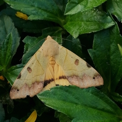 Ophiusa tirhaca