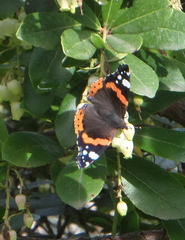 Vanessa atalanta atalanta