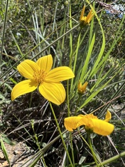 Bidens triplinervia