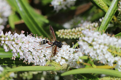 Physocephala rufipes