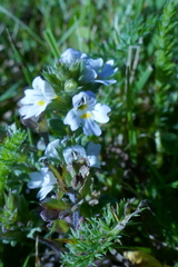 Euphrasia officinalis