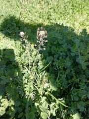 Capsella bursa-pastoris