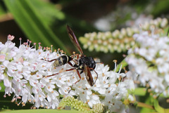 Physocephala rufipes