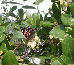 Vanessa atalanta atalanta