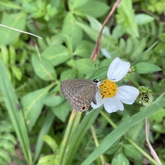 Jamides bochus formosanus