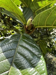 Ficus velutina