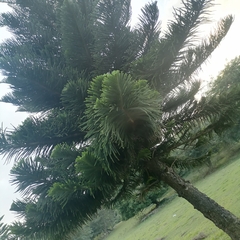 Araucaria heterophylla
