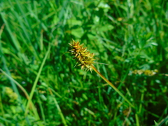 Carex viridula