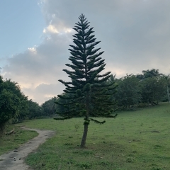 Araucaria heterophylla