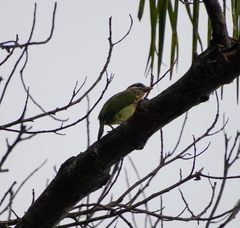 Psilopogon viridis