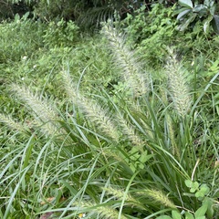 Cenchrus alopecuroides