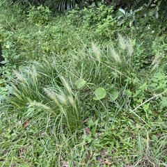 Cenchrus alopecuroides