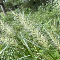 Cenchrus alopecuroides