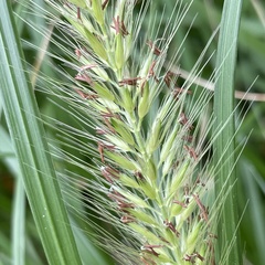 Cenchrus alopecuroides