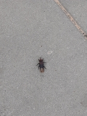 Rhynchophorus ferrugineus