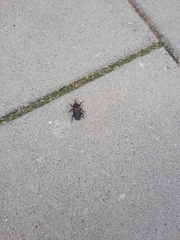 Rhynchophorus ferrugineus