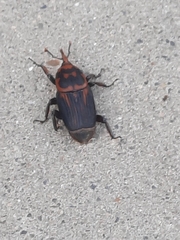 Rhynchophorus ferrugineus